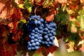 /album/il-territorio/vigneti-vignalta-04-jpg2/